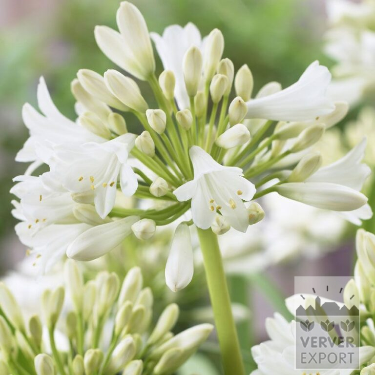 Agapanthus White African Lily (29047)