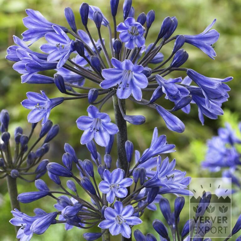 Agapanthus Darkblue African Lily- enormous tuber (29053)
