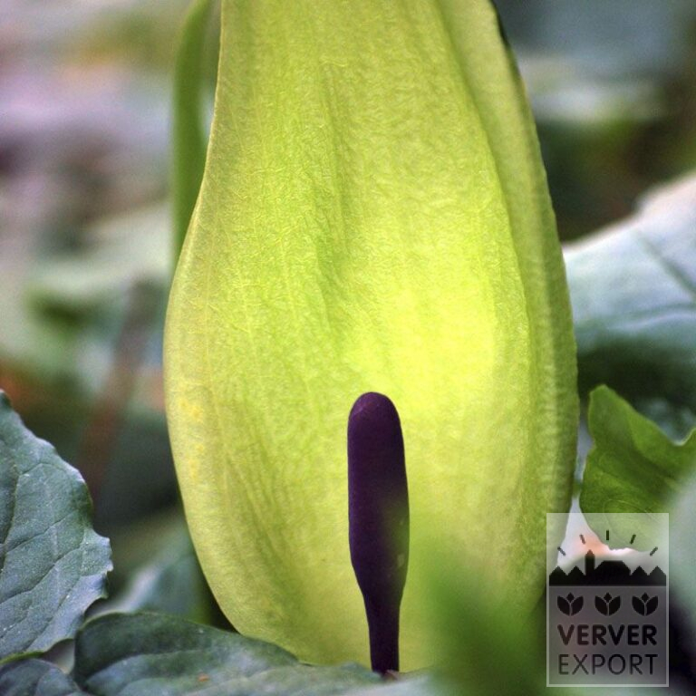 Arum maculatum (29069)