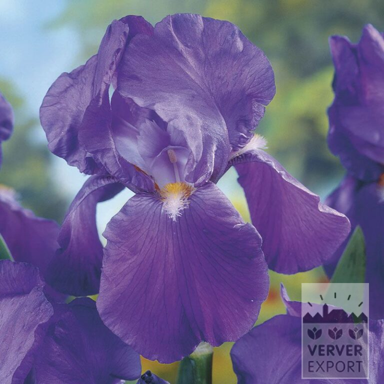Iris germanica 'Lovely Again' (29073)