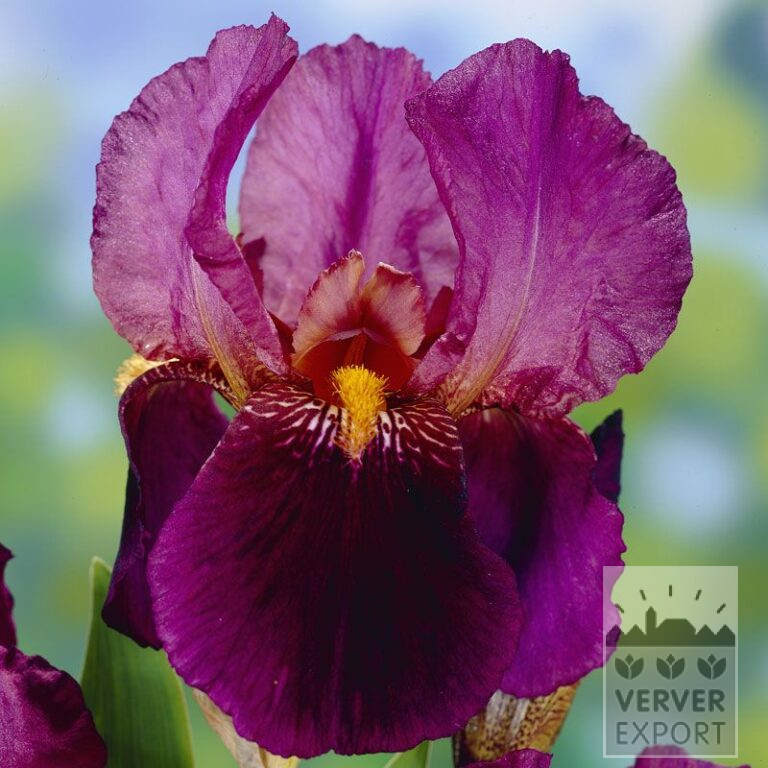 Iris germanica 'Senlac' (29075)
