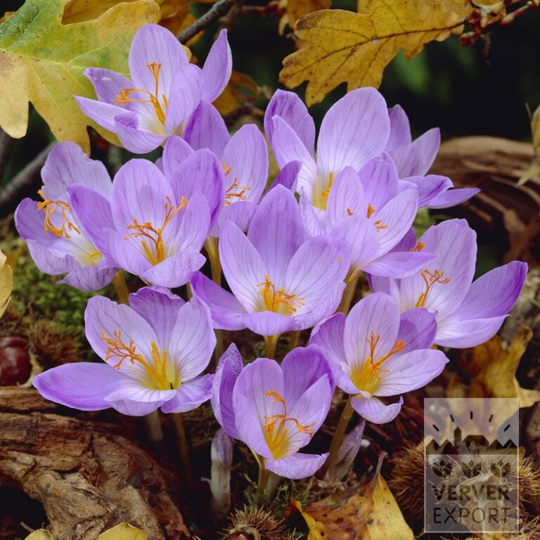 Crocus speciosus 'Cassiope' (29087)