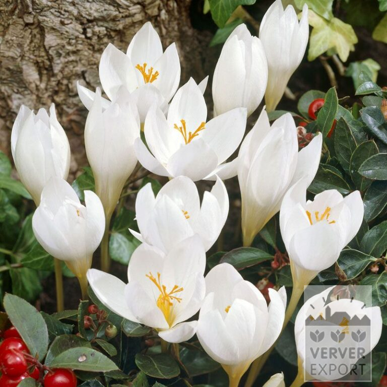 Crocus speciosus 'Albus' (29089)