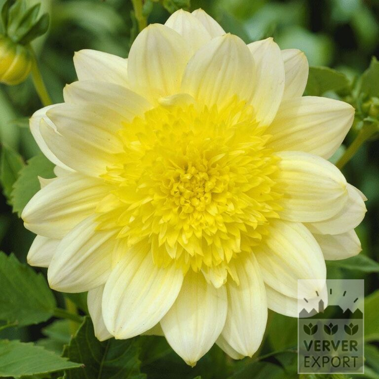 Dahlia Precultivated 'Paso Doble' (29108)