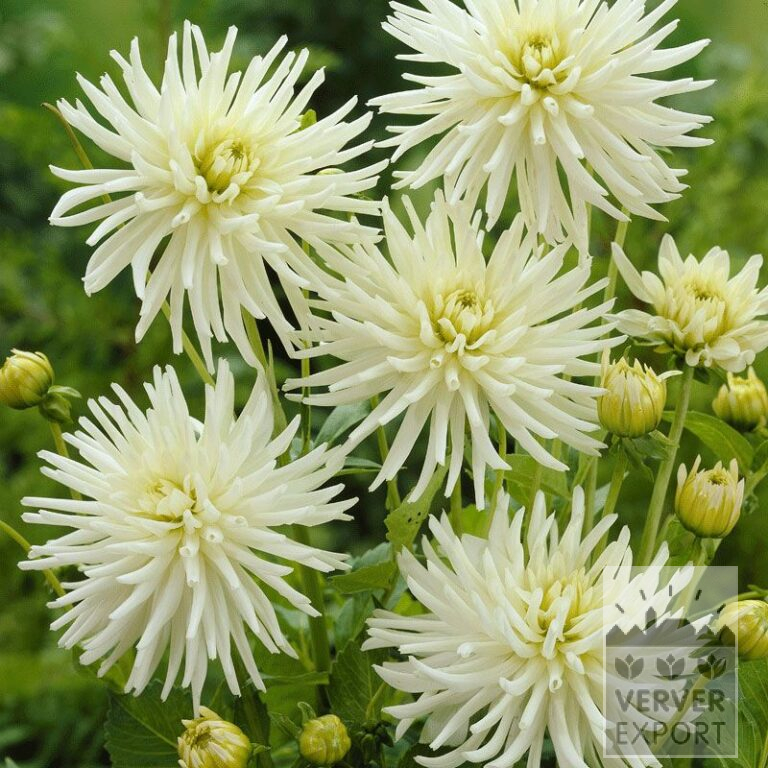 Dahlia Precultivated 'Playa Blanca' (29112)