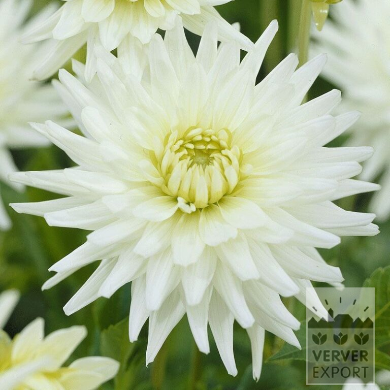 Dahlia Precultivated 'My Love' (29123)