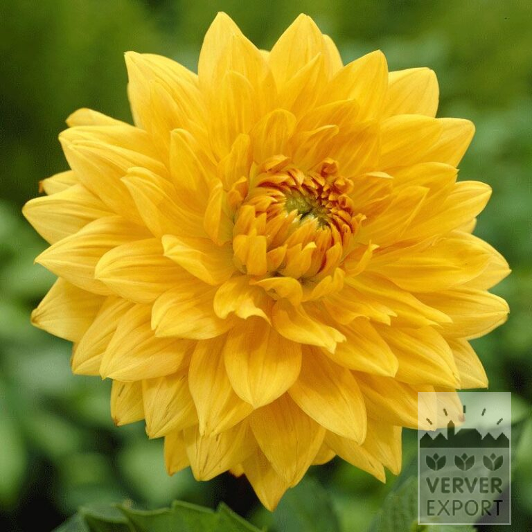 Dahlia Precultivated 'Glorie van Noordwijk' (29136)