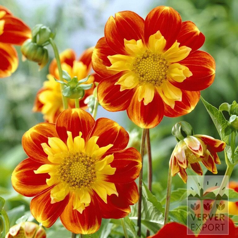 Dahlia Precultivated 'Pooh' (29145)