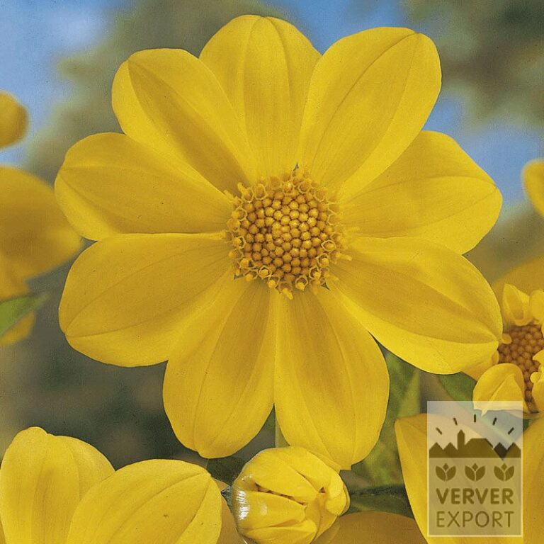 Dahlia Precultivated 'Yellow Sneezy' (29150)
