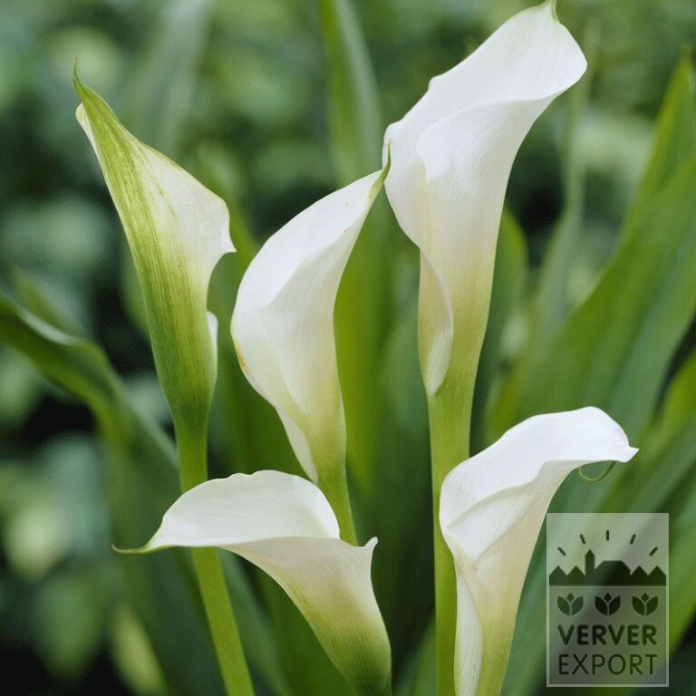 Zantedeschia Precultivated Supri-White (29183)