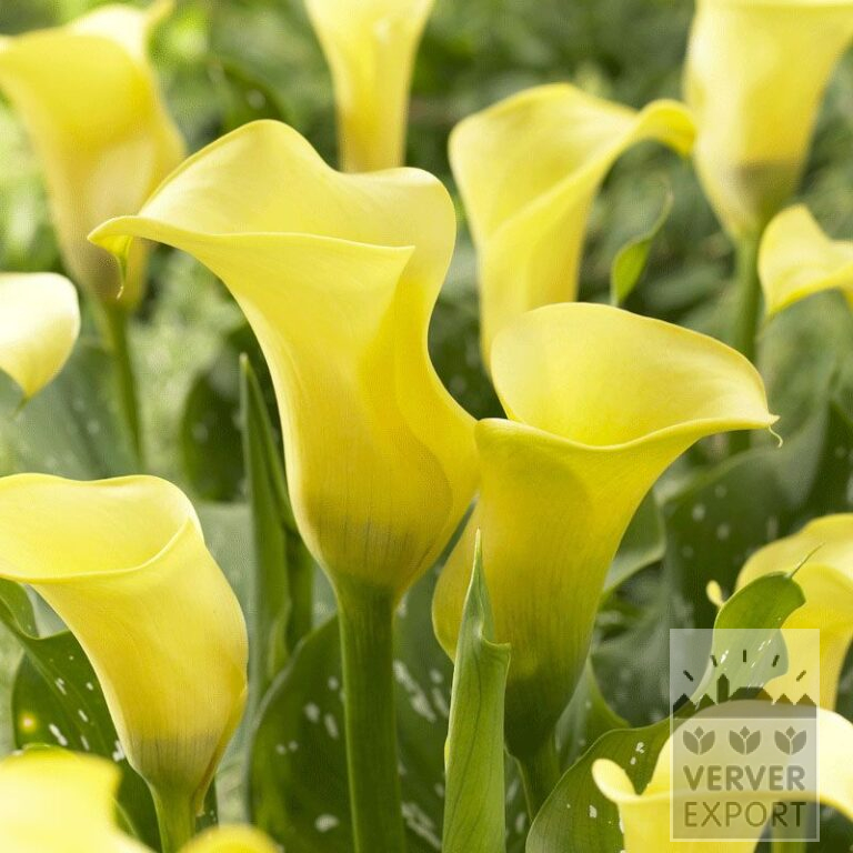 Zantedeschia Precultivated Supri-Yellow (29184)