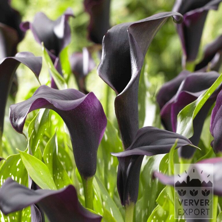 Zantedeschia Precultivated Supri-Black (29185)