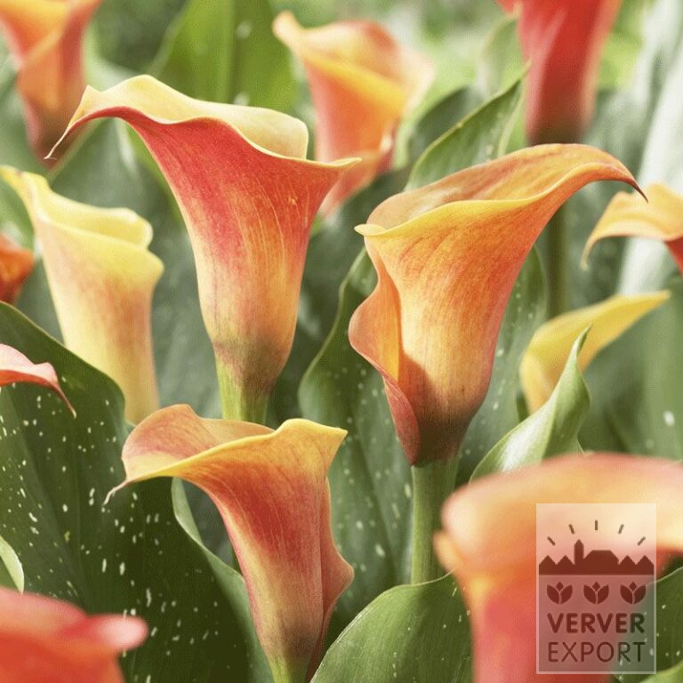 Zantedeschia Precultivated Supri-Orange (29186)
