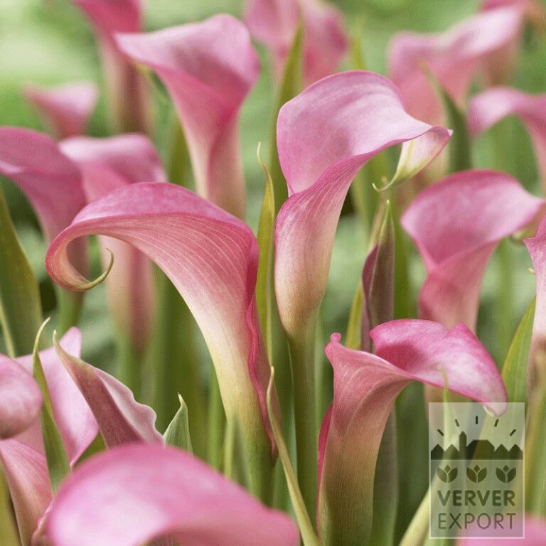 Zantedeschia Precultivated Supri-Pink (29187)