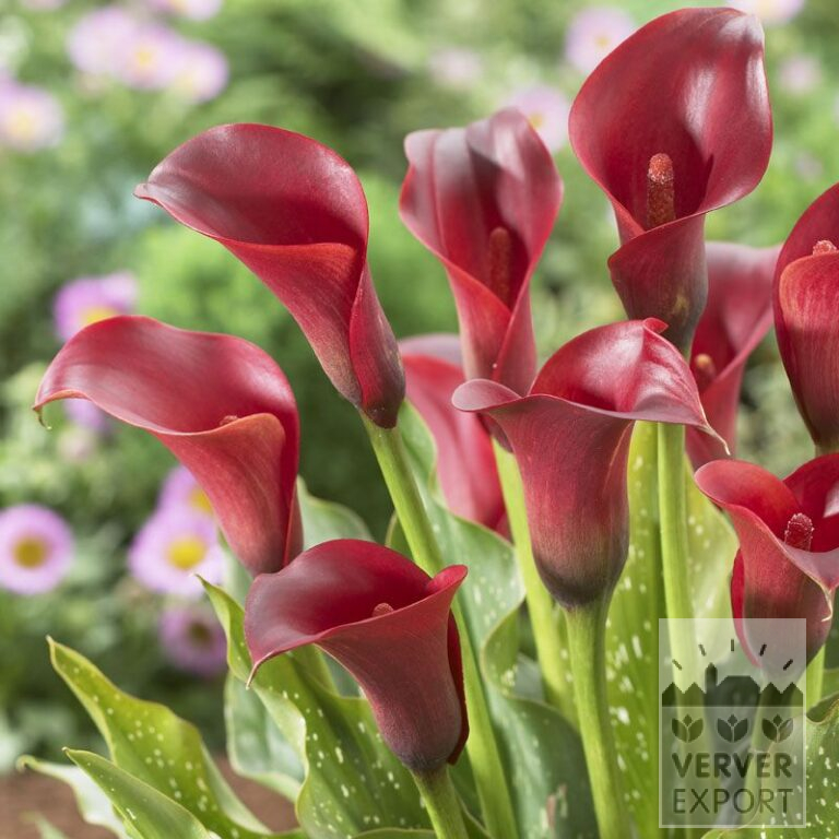 Zantedeschia Precultivated Supri-Red (29188)
