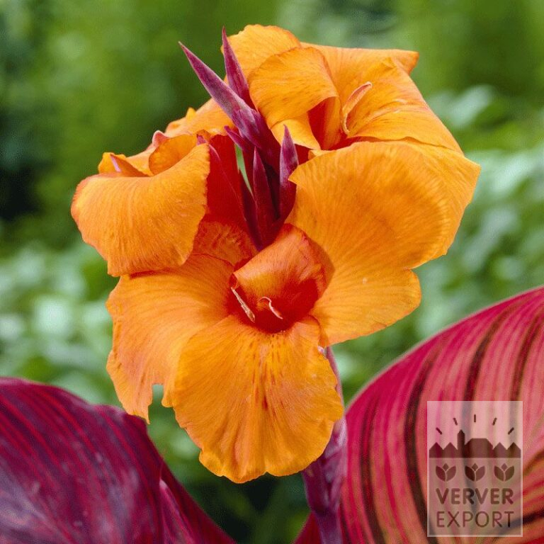 Canna Precultivated 'Durban' (29201)