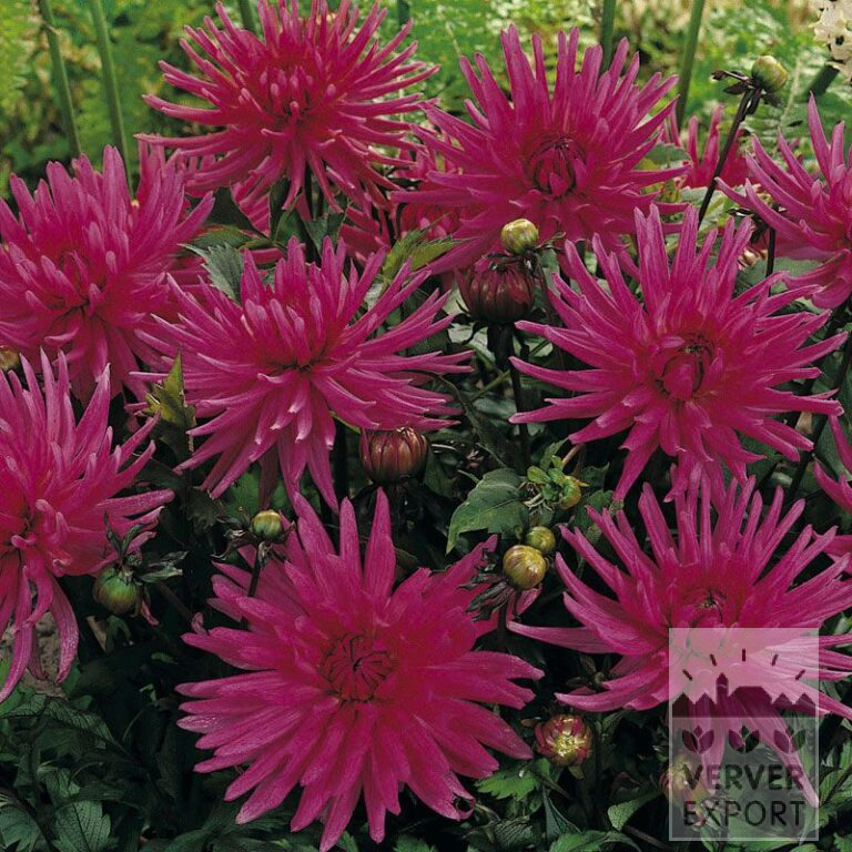 Dahlia Precultivated 'Blue Record' (29205)