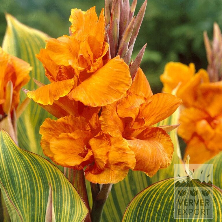 Canna Precultivated 'Bengal Tiger' (29220)