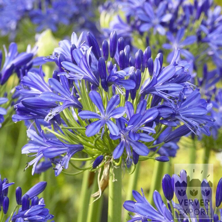 Agapanthus Precultivated Blue (29227)