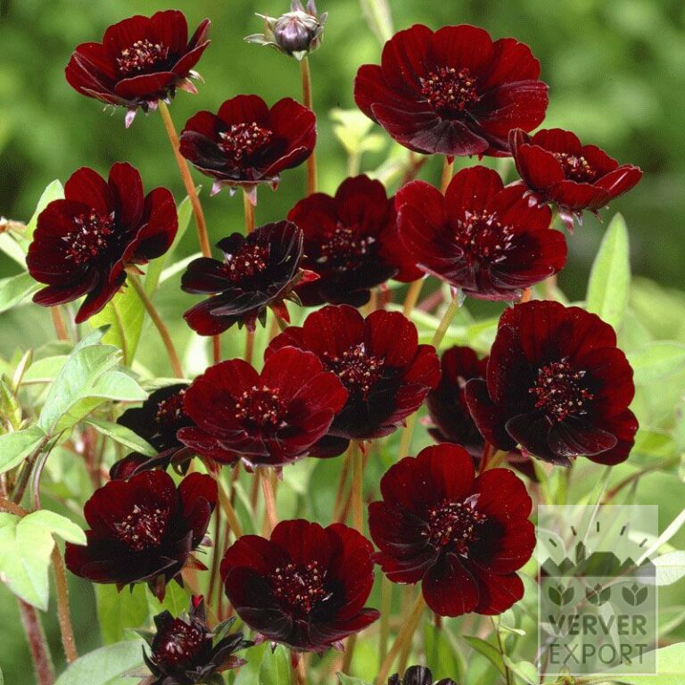 Cosmos Precultivated atrosanguineus (29228)
