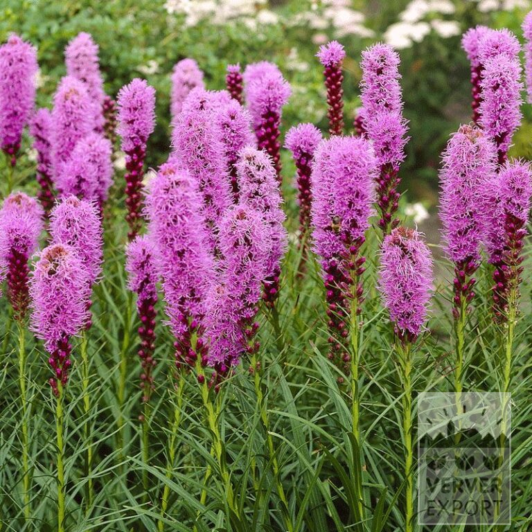 Liatris Precultivated spicata rose (29231)