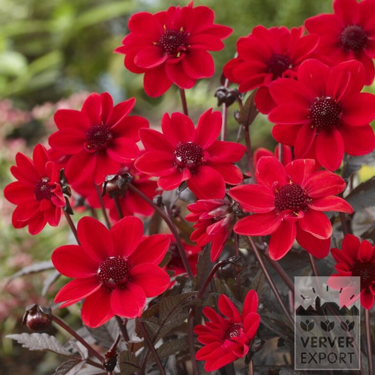 Dahlia Precultivated 'Pulp Fiction' (29234)