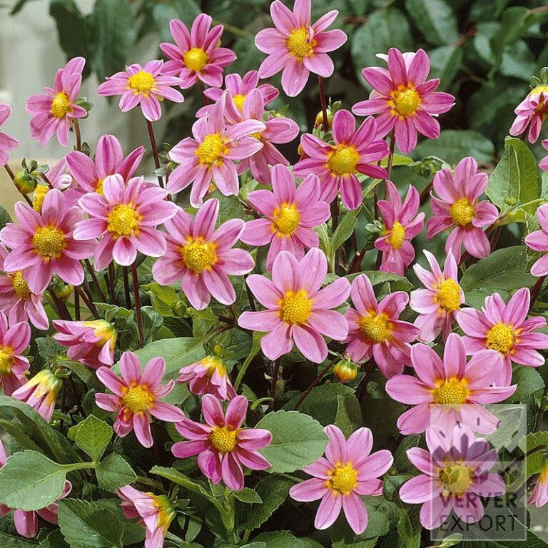 Dahlia Precultivated 'Bonne Esperance' (29237)