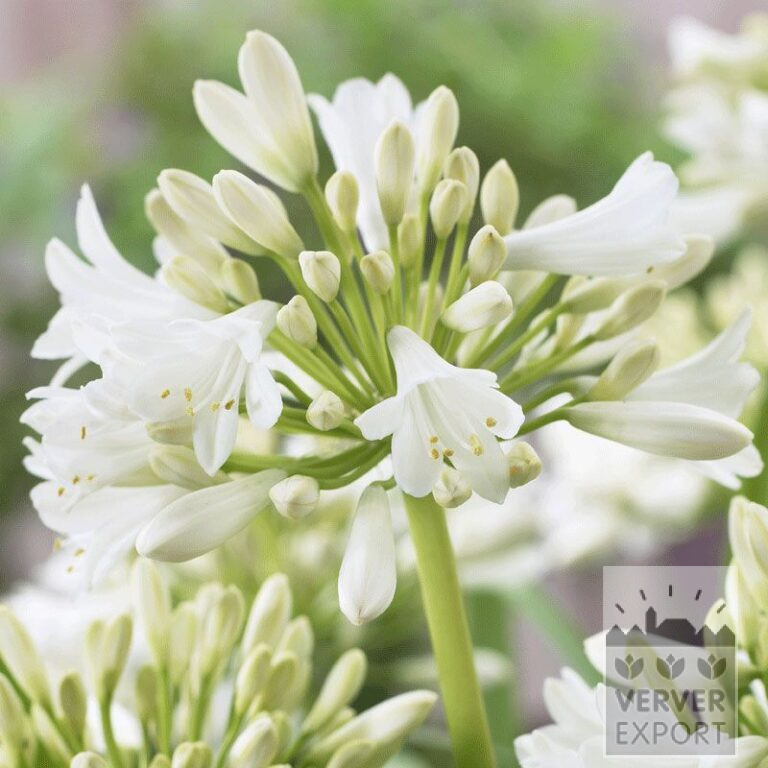 Agapanthus Precultivated White (29242)