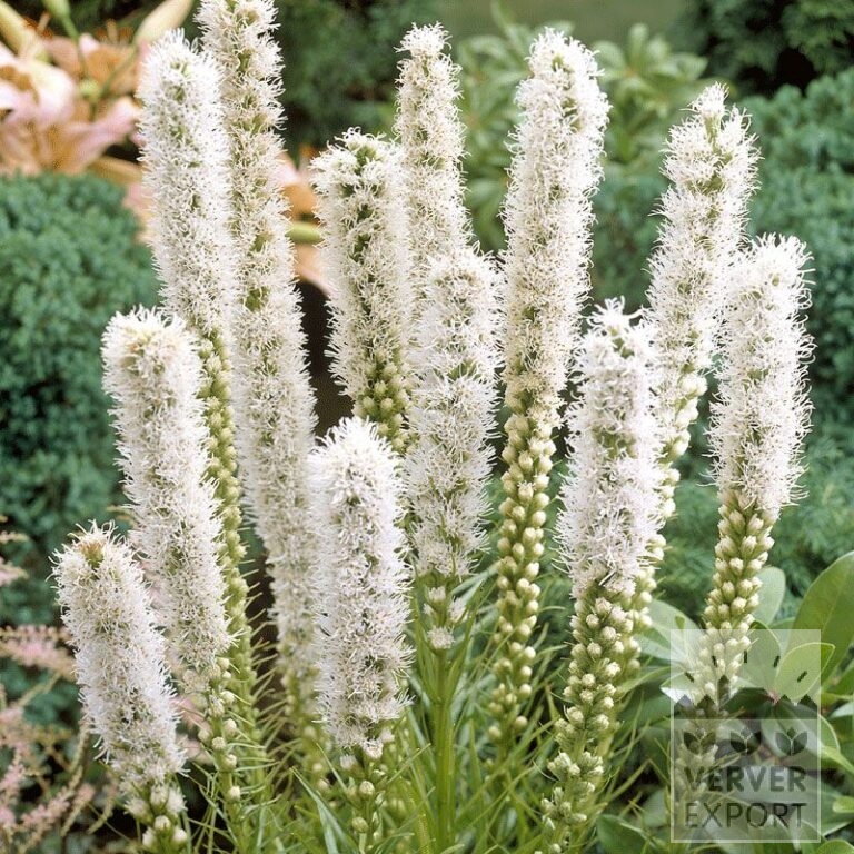 Liatris Precultivated spicata 'Floristan Alba' (29260)