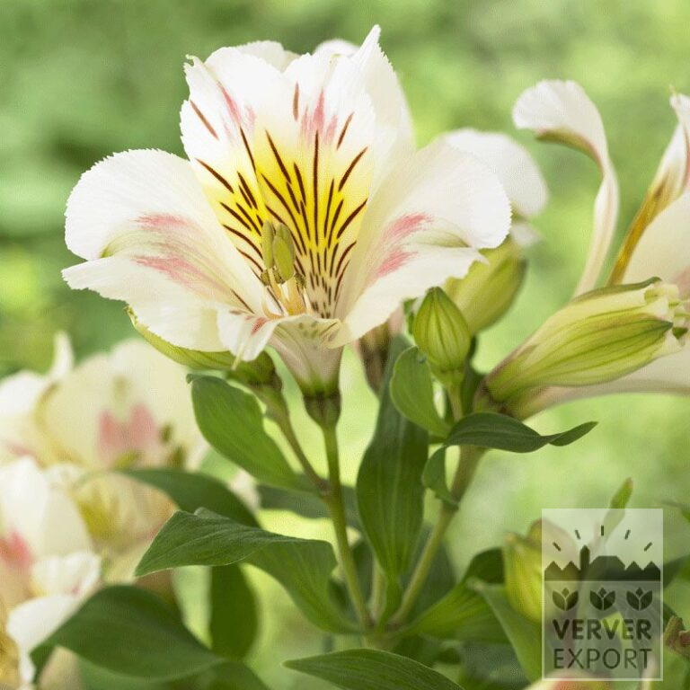 Alstroemeria Precultivated White (29261)