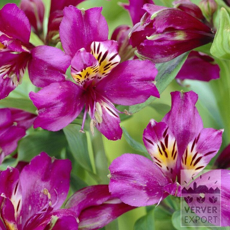 Alstroemeria Precultivated Violet (29264)