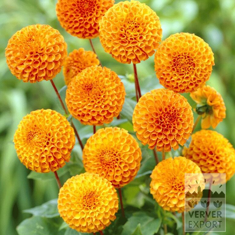 Dahlia Precultivated 'Bantling' (29266)