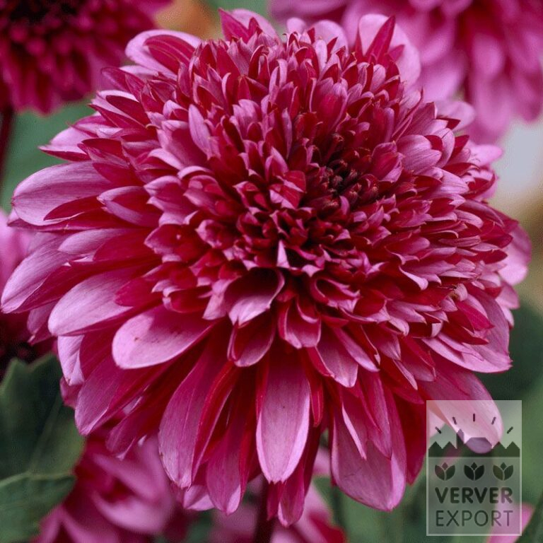 Dahlia Precultivated 'Mambo' (29267)