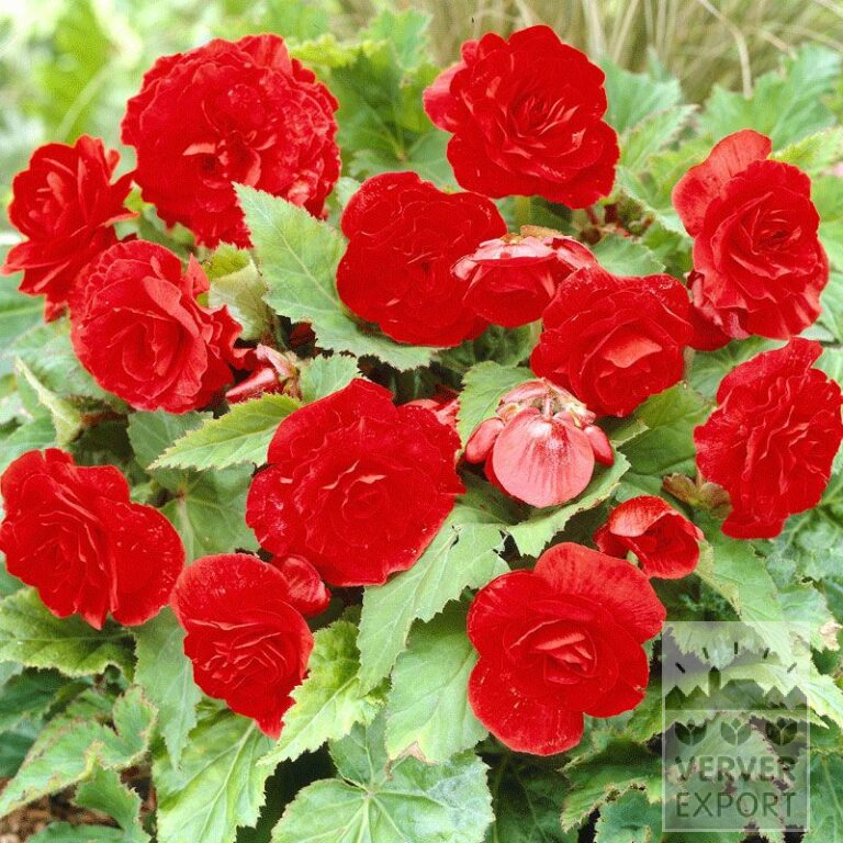 Begonia Precultivated Non Stop Red (29274)