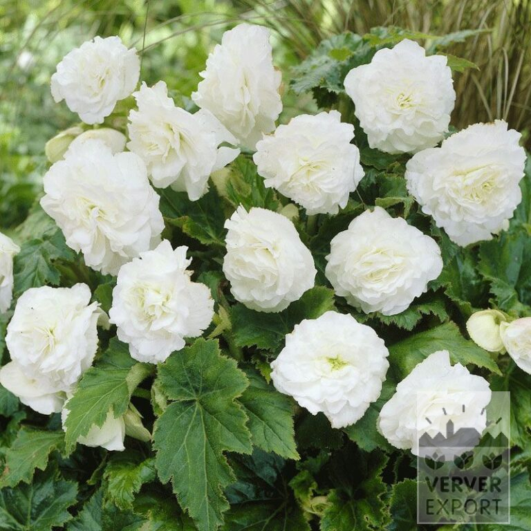 Begonia Precultivated Non Stop White (29275)