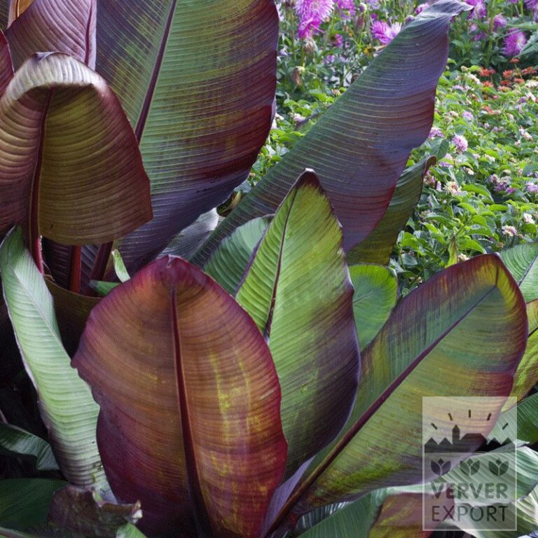 Ensete Precultivated Red (29283)
