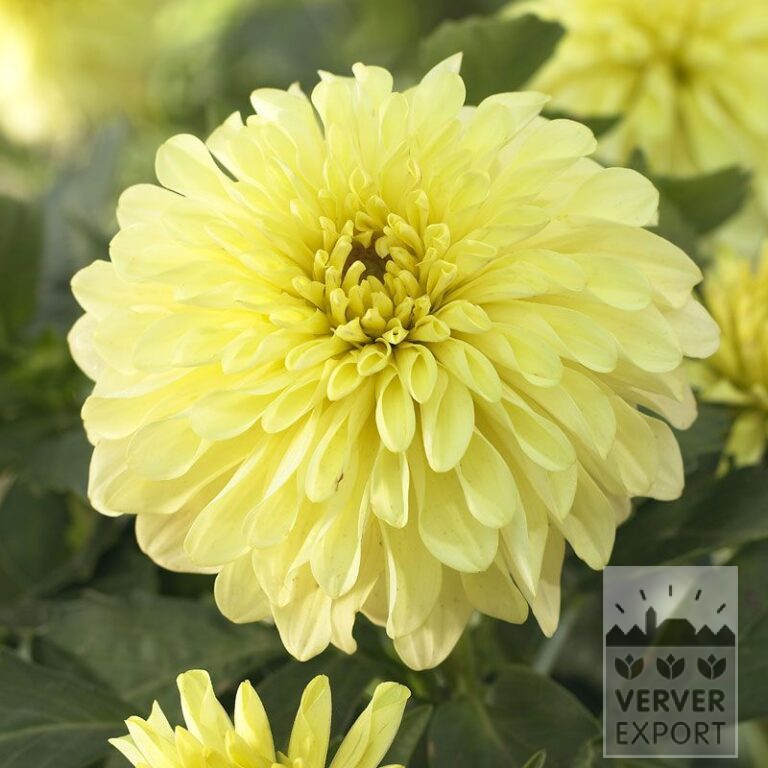Dahlia Precultivated 'Serenade' (29290)