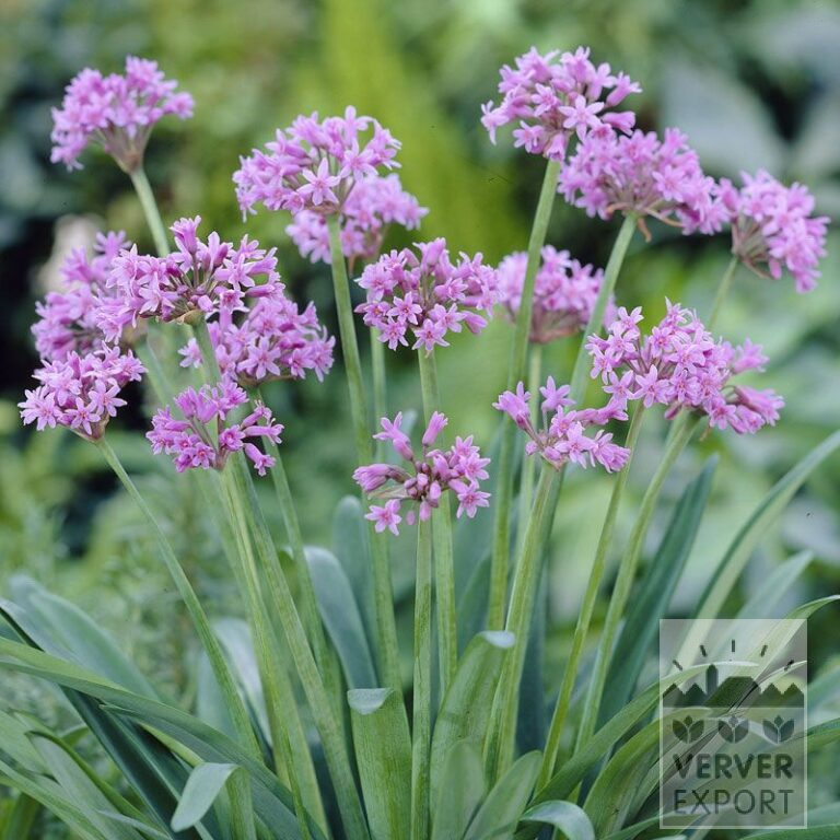 Tulbaghia Precultivated violacea (29291)
