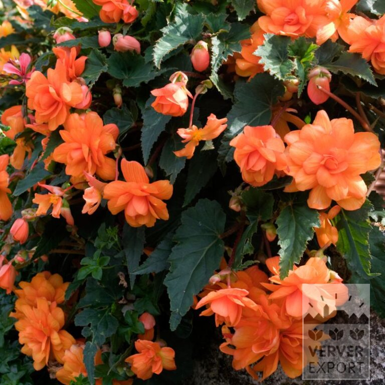 Begonia Precultivated Pendula oranje (29292)