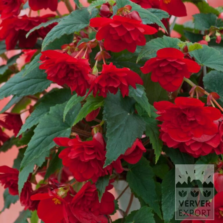Begonia Precultivated Pendula rood (29293)