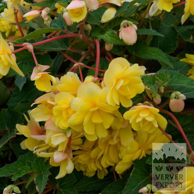 Begonia Precultivated Pendula geel (29294)