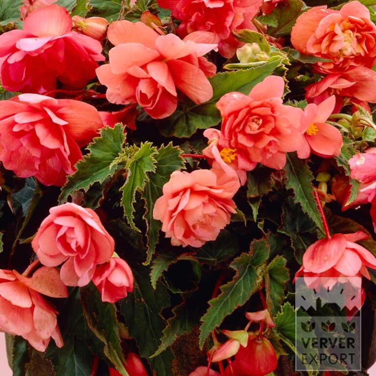 Begonia Precultivated Pendula rose (29295)