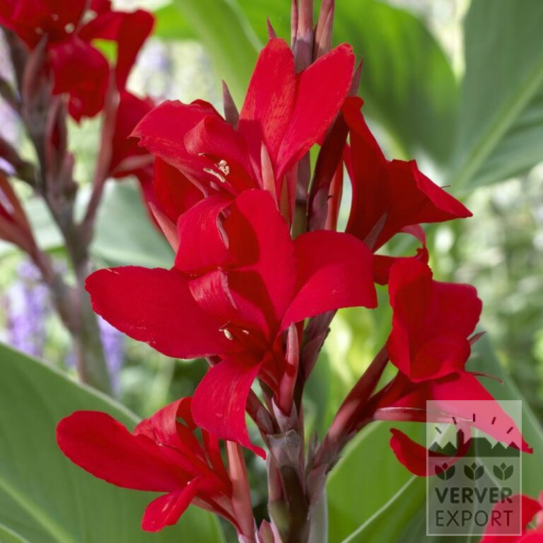 Canna Precultivated 'Kreta' (29297)