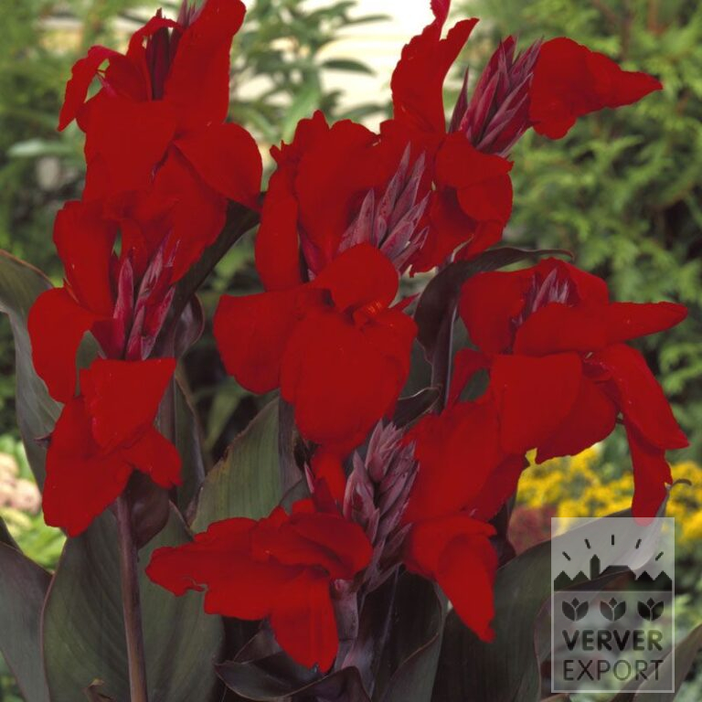 Canna Precultivated 'Australia' (29299)