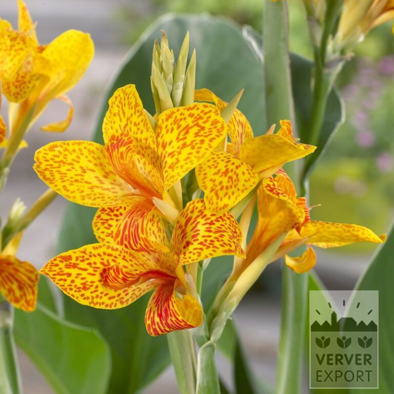 Canna Precultivated 'Tenerife' (29300)