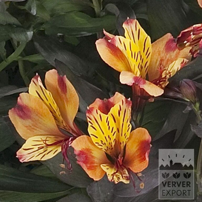 Alstroemeria Precultivated 'Indian Summer' (30001)