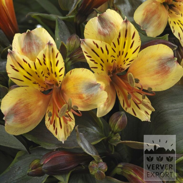 Alstroemeria Precultivated 'Summer Breeze' (30002)