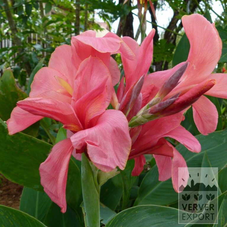 Canna Precultivated 'Cannova Pink' (30004)