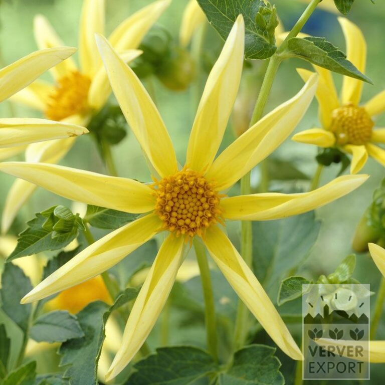 Dahlia Precultivated Honka Geel (30005)