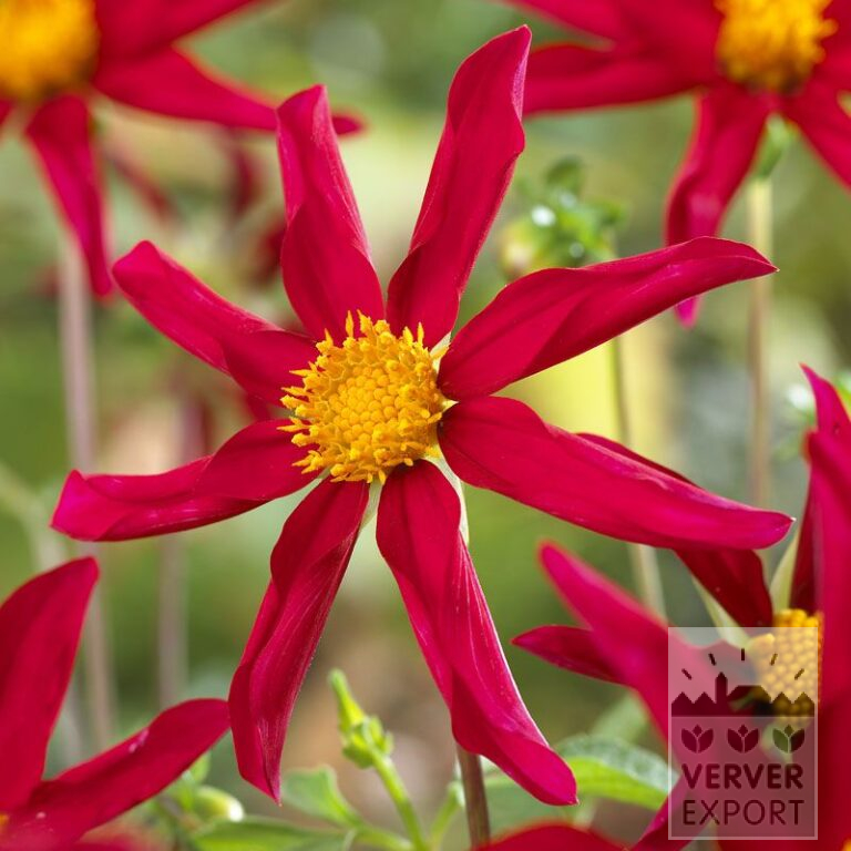 Dahlia Precultivated Honka Red (30006)